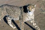 Cheetah In Namibia Stock Photo