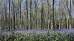 Bluebells In Wepham Wood Stock Photo