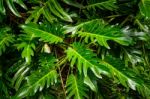 Green Leaf Texture, Pattern Leaves On Dark And Light Tone Stock Photo