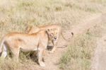 Lion  In Serengeti Stock Photo