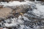 Beautiful Background With A Creek Stock Photo