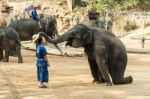 Chiangmai ,thailand - February 20 : Elephant Is Sitting And Putting Hat On Mahout 's Head On February 20 ,2016 At Mae Sa Elephant Camp ,chiangmai ,thailand Stock Photo