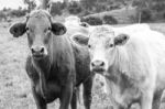 Country Cows Stock Photo