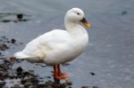 White Duck At Loch Insh Stock Photo