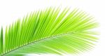 Coconut Leaf Isolated On White Background Stock Photo