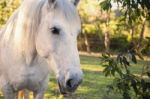 Horse In The Paddock Stock Photo