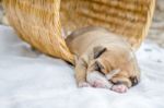 Pit Bull Puppy Dog Stock Photo