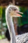 Ostrich Head Stock Photo