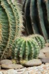 Cactus Stock Photo