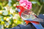 Crimson Rosella Stock Photo