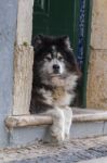 Abandoned Dog In The City Stock Photo