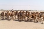 Herd Of Camels In Sudan Stock Photo