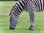 Postcard With A Zebra Eating The Grass On A Field Stock Photo