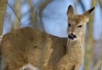 Beautiful Isolated Photo With A Young Wild Deer In The Forest Stock Photo