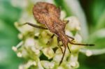 Brown Bug Stock Photo