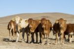 Brown Cows Stock Photo