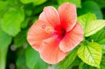 Hibiscus Stock Photo