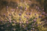 Beautiful Deep Purple Lavender Plants In Nature Stock Photo