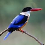 Black-capped Kingfisher Stock Photo