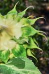 The Head Of A Sunflower Stock Photo