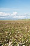 Cotton Field In Oakey, Queensland Stock Photo