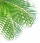 Coconut Leaf Isolated On White Background Stock Photo