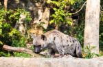 Hyena In The Zoo Stock Photo