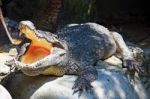 Crocodile Opening Mouth Stock Photo