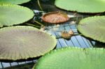 Lotus Flower (nelumbo Nucifera) Stock Photo