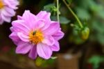 Insect Swarming On Pink Flowers Stock Photo