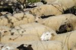 Herd Of White Sheep Stock Photo