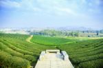 Tea Field At Chiangrai Thailand Stock Photo