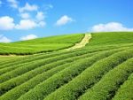 Tea Farm Stock Photo