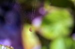 Small Uk Garden Spider Stock Photo