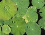 Lotus Leaf With Water Drop Stock Photo