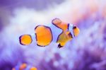 Cartoon Fish Near Sea Anemone Stock Photo