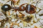 Ant Outside In The Garden Stock Photo