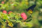 Monarch Butterfly Stock Photo