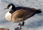 Background With A Canada Goose Standing On Ice Stock Photo