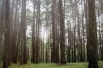 Pine Forest In The Winter Stock Photo