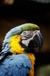 Macaw's Head Stock Photo