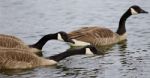 Background With Three Canada Geese Swimming Stock Photo