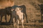 Baby Cows In The Countryside Stock Photo