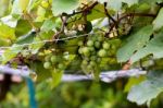 Grape Vine Climbing On Trellis With Hanging Grapes Stock Photo