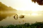 Swan  Stock Photo