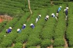 Dalat, Vietnam, July 30, 2016: A Group Of Farmers Picking Tea On A Summer Afternoon In Cau Dat Tea Plantation, Da Lat, Vietnam Stock Photo