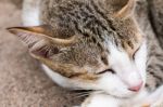 White Gray Cat Laying On Ground Stock Photo