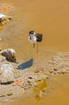 Black Necked Stilt In The Galapagos Stock Photo