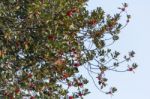 Redwing On Holly Tree Stock Photo