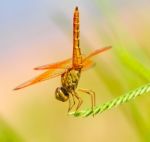 Dragonfly Stock Photo